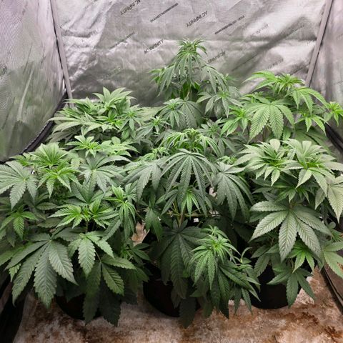 Lemon Kush  growlog timeline photo