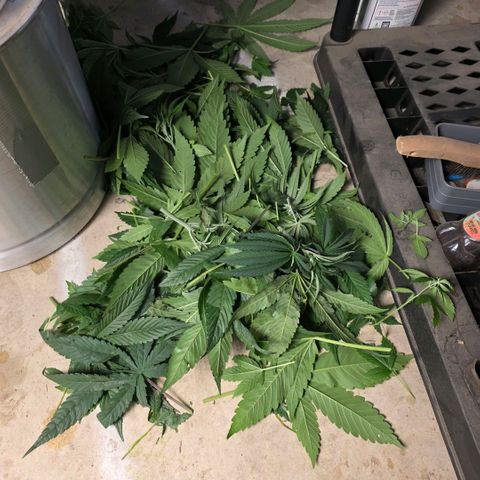 Lemon Kush  growlog timeline photo