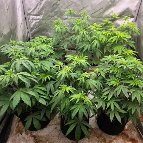 Lemon Kush  growlog photo: First female identified 