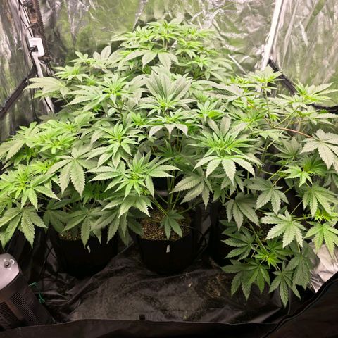 Lemon Kush  growlog photo: First female identified 
