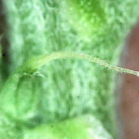 Lemon Kush  growlog photo: Inspected plants for gender. One male removed and destroyed. Two more females found. 11 plants remain. 3 confirmed females. 