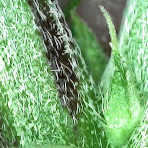 Lemon Kush  growlog photo: Inspected plants for gender. One male removed and destroyed. Two more females found. 11 plants remain. 3 confirmed females. 