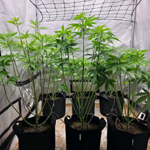 Lemon Kush  growlog photo: Inspected plants for gender. One male removed and destroyed. Two more females found. 11 plants remain. 3 confirmed females. 