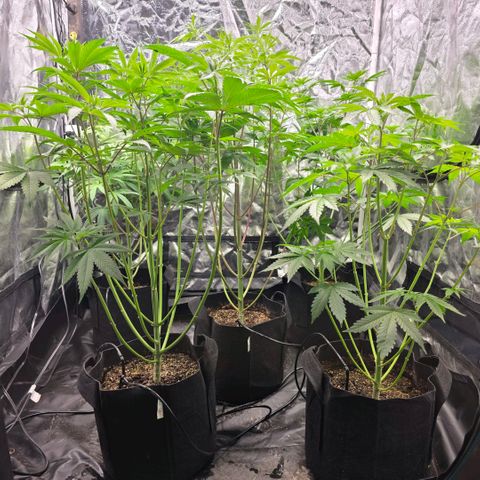 Lemon Kush  growlog photo: Inspected plants for gender. One male removed and destroyed. Two more females found. 11 plants remain. 3 confirmed females. 