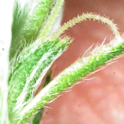 Lemon Kush  growlog photo: One more female. Total of 4.