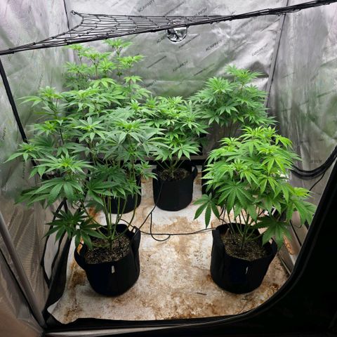 Lemon Kush  growlog photo: Healthy growth. 