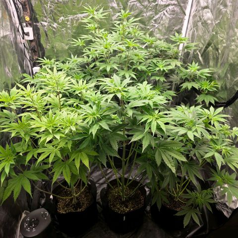 Lemon Kush  growlog photo: Healthy growth. 