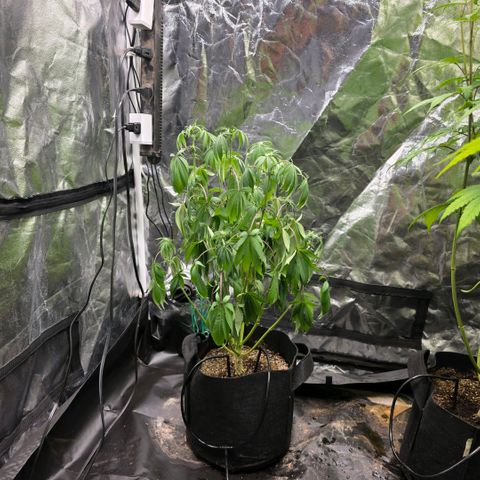 Lemon Kush  growlog photo: One of the 6 female plants had a watering issue 