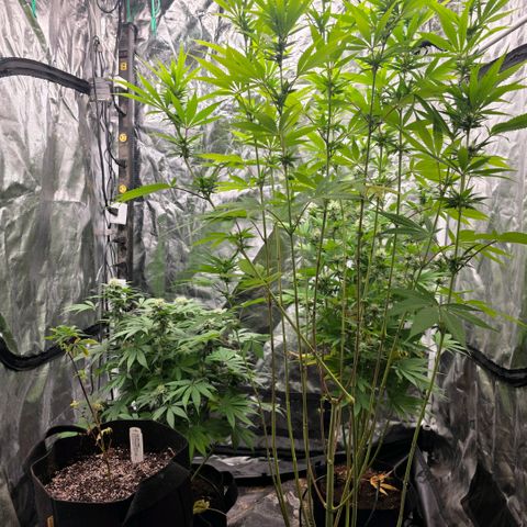 Lemon Kush  growlog photo: Closing in on harvest for at least 2 plants. 
New addition. I found the saddest clone at a dispensary. Bubble Gum strain from Highland "Clone Guy". I had to save it. 