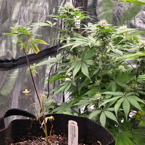 Lemon Kush  growlog photo: Closing in on harvest for at least 2 plants. 
New addition. I found the saddest clone at a dispensary. Bubble Gum strain from Highland "Clone Guy". I had to save it. 
