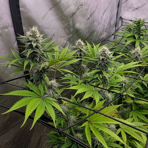 Lemon Kush  growlog photo: Closing in on harvest for at least 2 plants. 
New addition. I found the saddest clone at a dispensary. Bubble Gum strain from Highland "Clone Guy". I had to save it. 