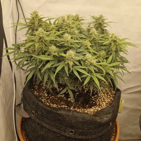 Wedding Cheesecake ❤️ growlog timeline photo