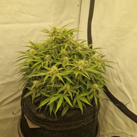 Amnesia Zkittlez Auto growlog timeline photo