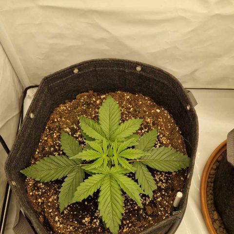 Amnesia Zkittlez Auto growlog timeline photo