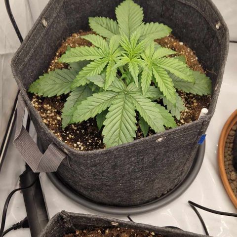 Amnesia Zkittlez Auto growlog timeline photo