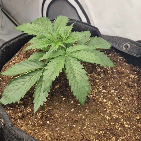 Epic Buzz growlog timeline photo
