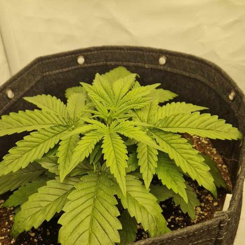 Amnesia Zkittlez Auto growlog timeline photo