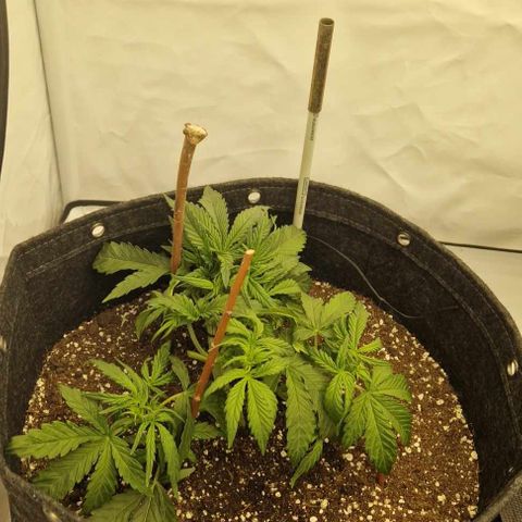 Amnesia Zkittlez Auto growlog timeline photo