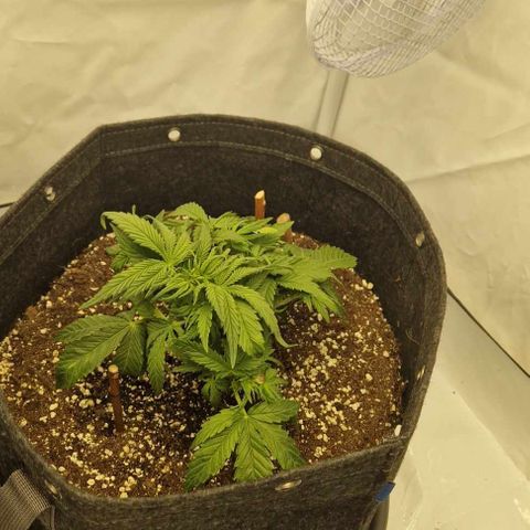 Wedding Cheesecake ❤️ growlog timeline photo