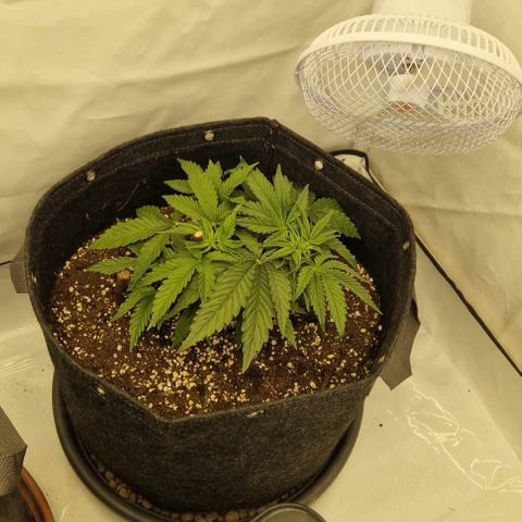 Wedding Cheesecake ❤️ growlog timeline photo