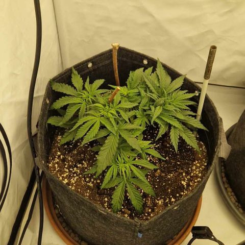 Amnesia Zkittlez Auto growlog timeline photo