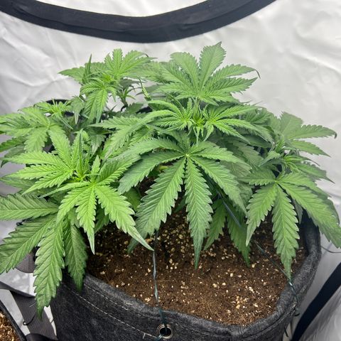 Epic Buzz growlog timeline photo