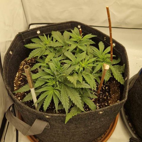 Amnesia Zkittlez Auto growlog timeline photo