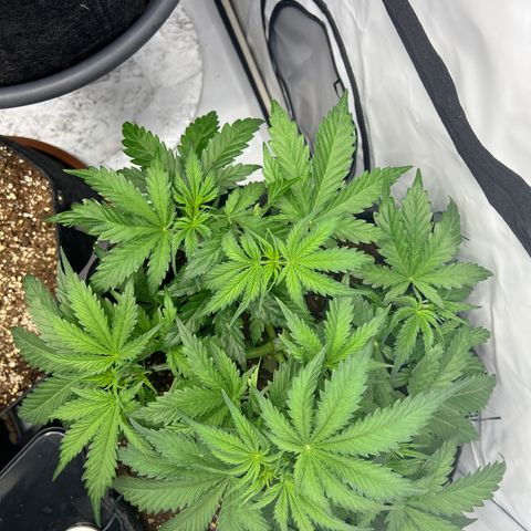 Epic Buzz growlog timeline photo