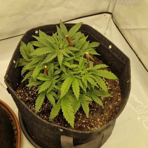 Wedding Cheesecake ❤️ growlog timeline photo