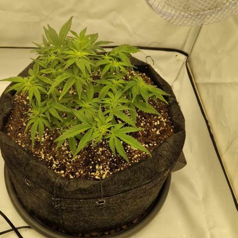 Wedding Cheesecake ❤️ growlog timeline photo