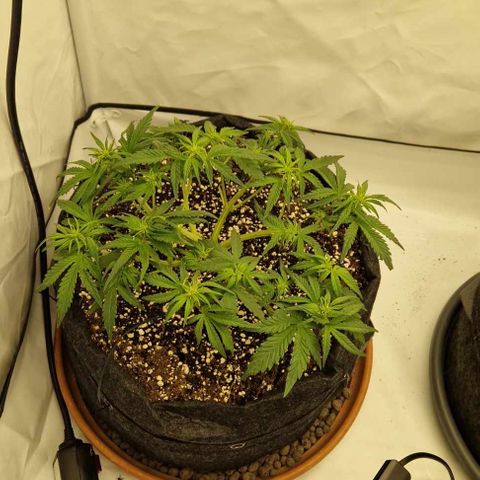 Amnesia Zkittlez Auto growlog timeline photo