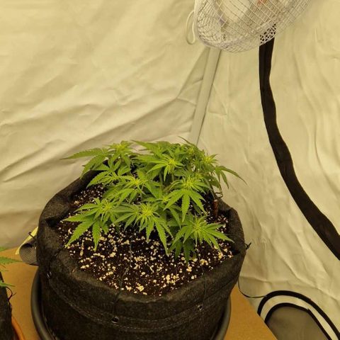Wedding Cheesecake ❤️ growlog timeline photo
