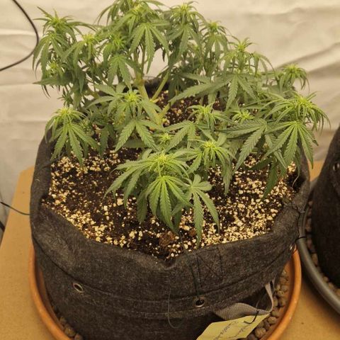 Amnesia Zkittlez Auto growlog timeline photo