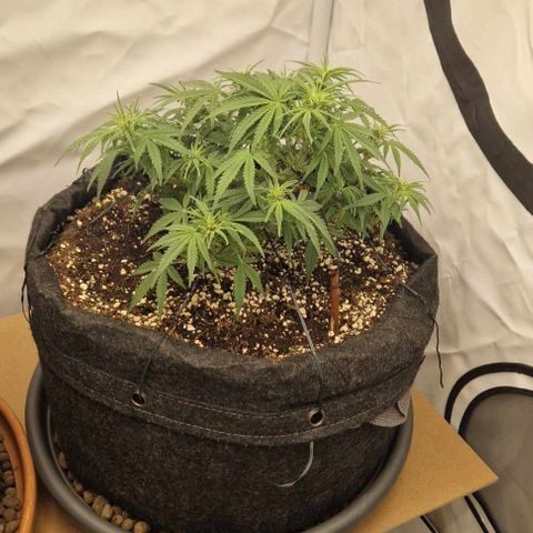 Wedding Cheesecake ❤️ growlog timeline photo