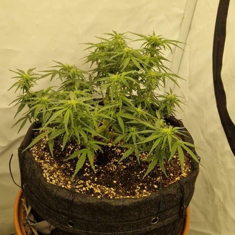 Wedding Cheesecake ❤️ growlog timeline photo