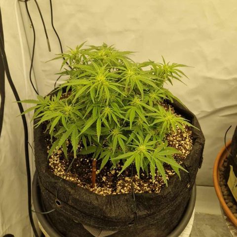 Amnesia Zkittlez Auto growlog timeline photo