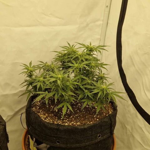 Wedding Cheesecake ❤️ growlog timeline photo