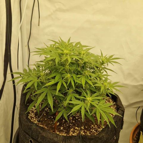 Amnesia Zkittlez Auto growlog timeline photo