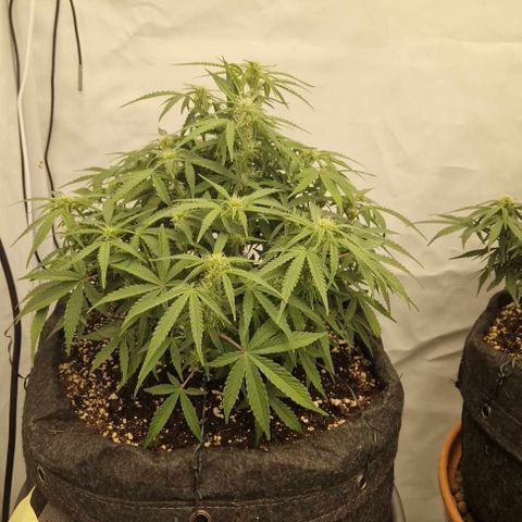 Amnesia Zkittlez Auto growlog timeline photo
