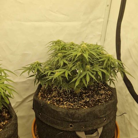 Wedding Cheesecake ❤️ growlog timeline photo