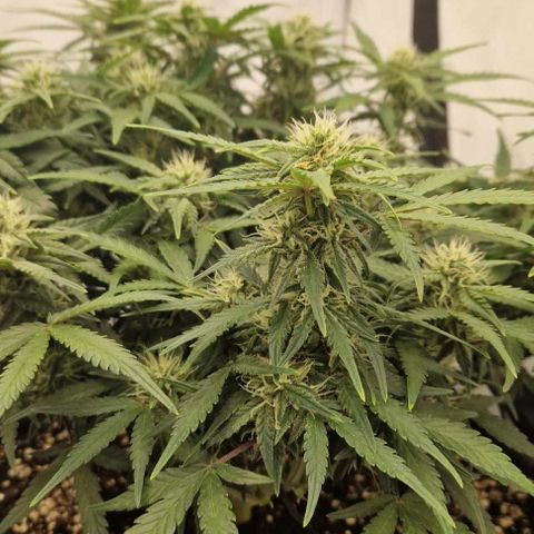 Wedding Cheesecake ❤️ growlog timeline photo