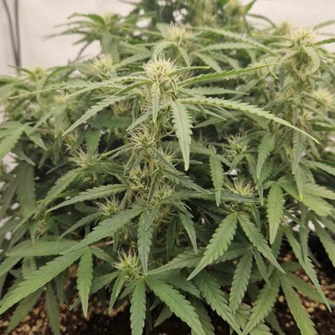 Amnesia Zkittlez Auto growlog timeline photo