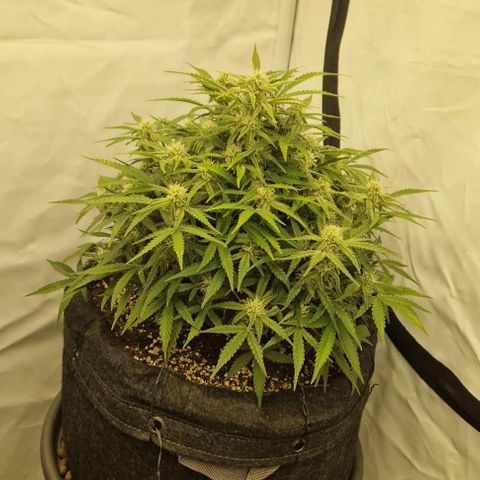 Amnesia Zkittlez Auto growlog timeline photo
