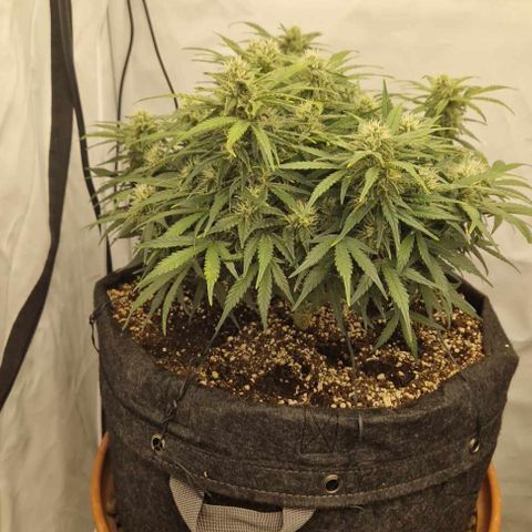 Wedding Cheesecake ❤️ growlog timeline photo