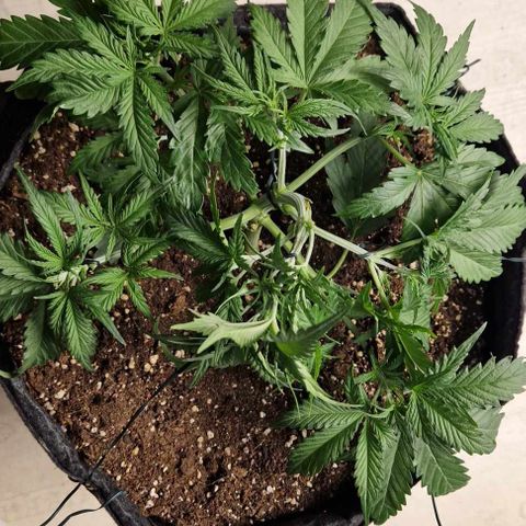 Epic Buzz growlog timeline photo