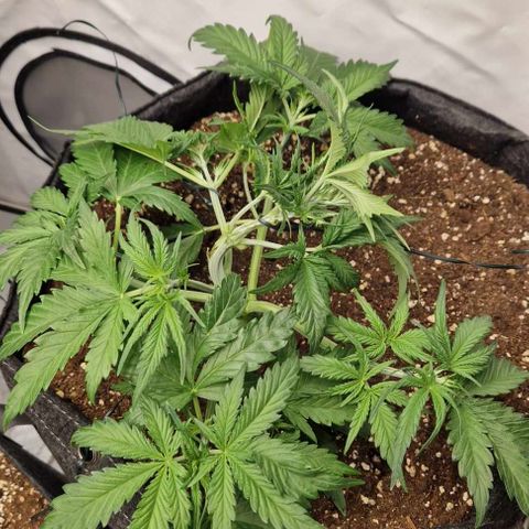 Epic Buzz growlog timeline photo
