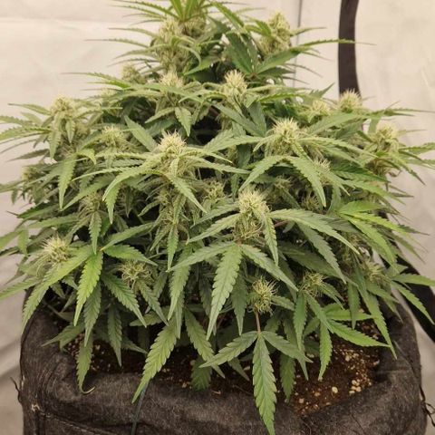 Wedding Cheesecake ❤️ growlog timeline photo