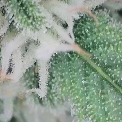 Amnesia Zkittlez Auto growlog timeline photo