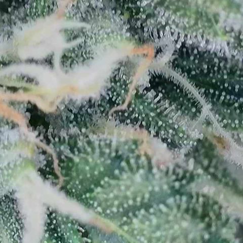 Wedding Cheesecake ❤️ growlog timeline photo