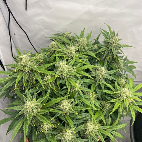 Wedding Cheesecake ❤️ growlog timeline photo